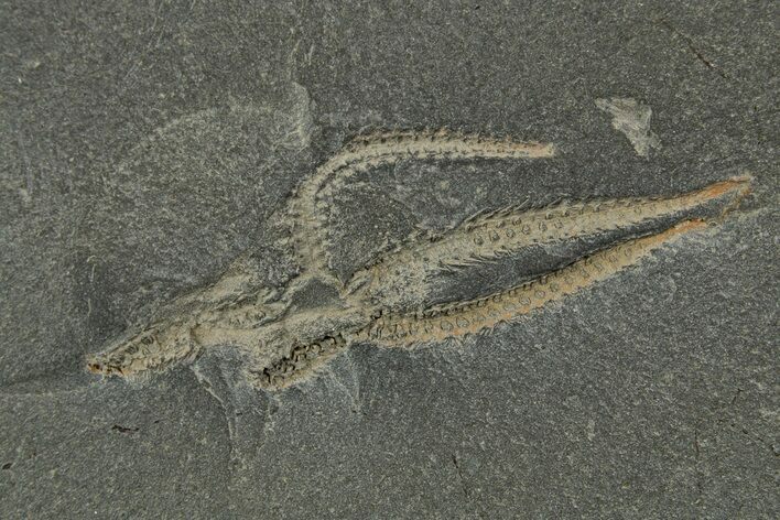 Ordovician Brittle Star (Ophiura) - Morocco #329148